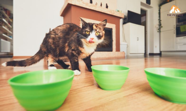 10 Things You Should Never Do to Your Cat